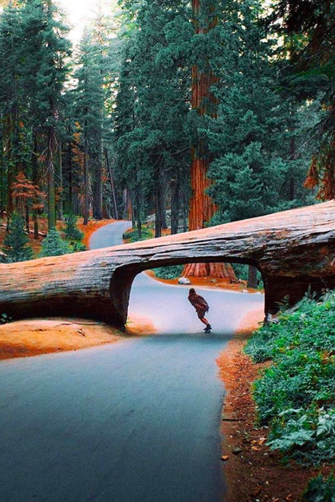 Skate