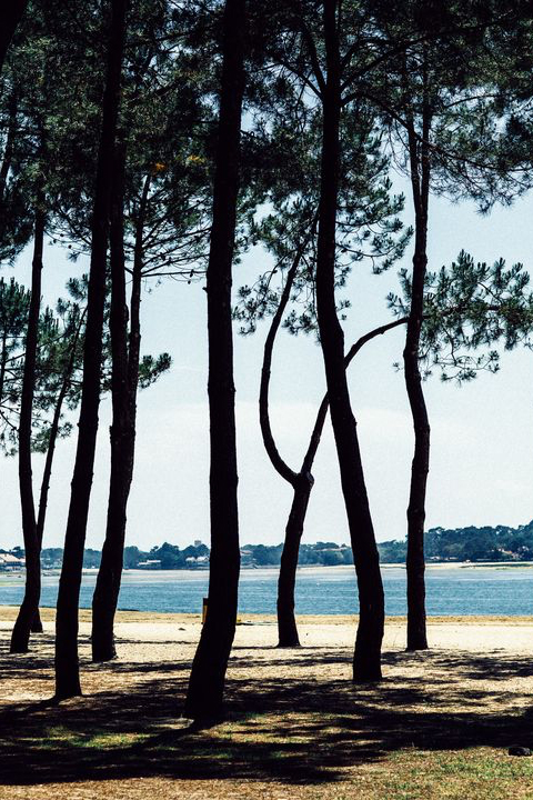 La forêt des Landes
