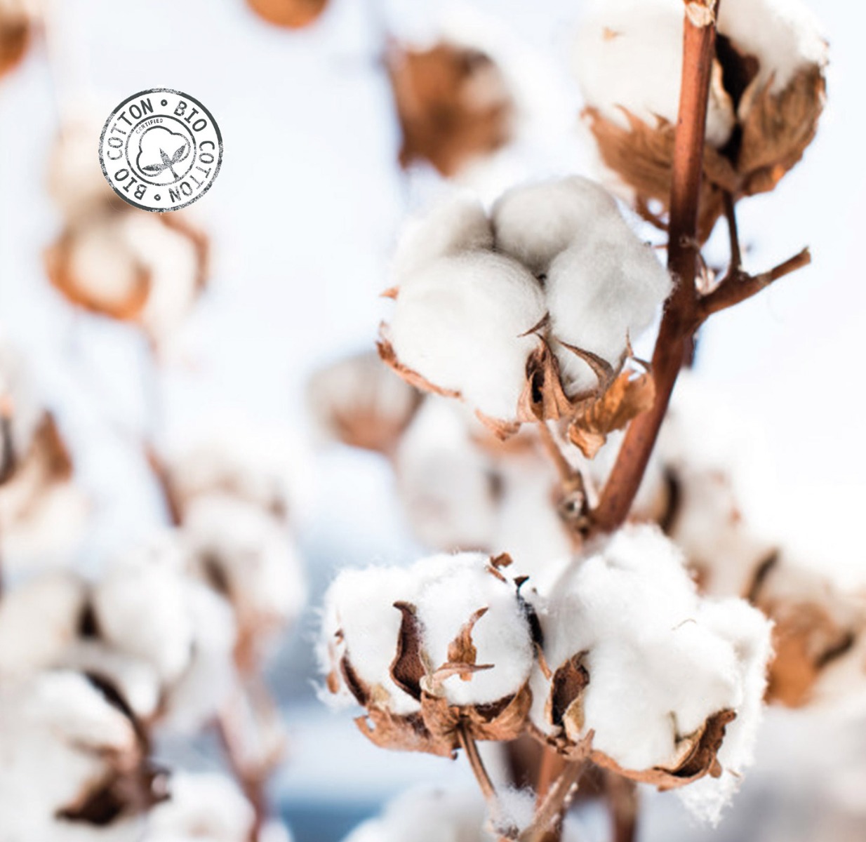 Le coton bio | LYEVA