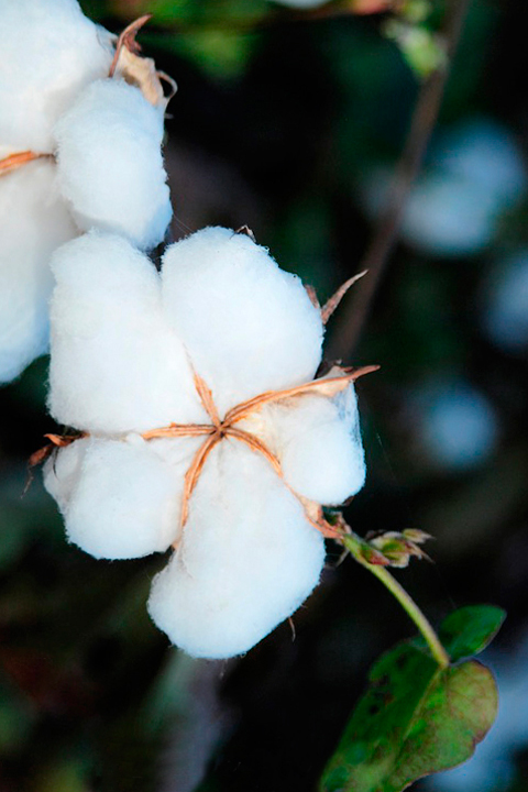 COTON BIO